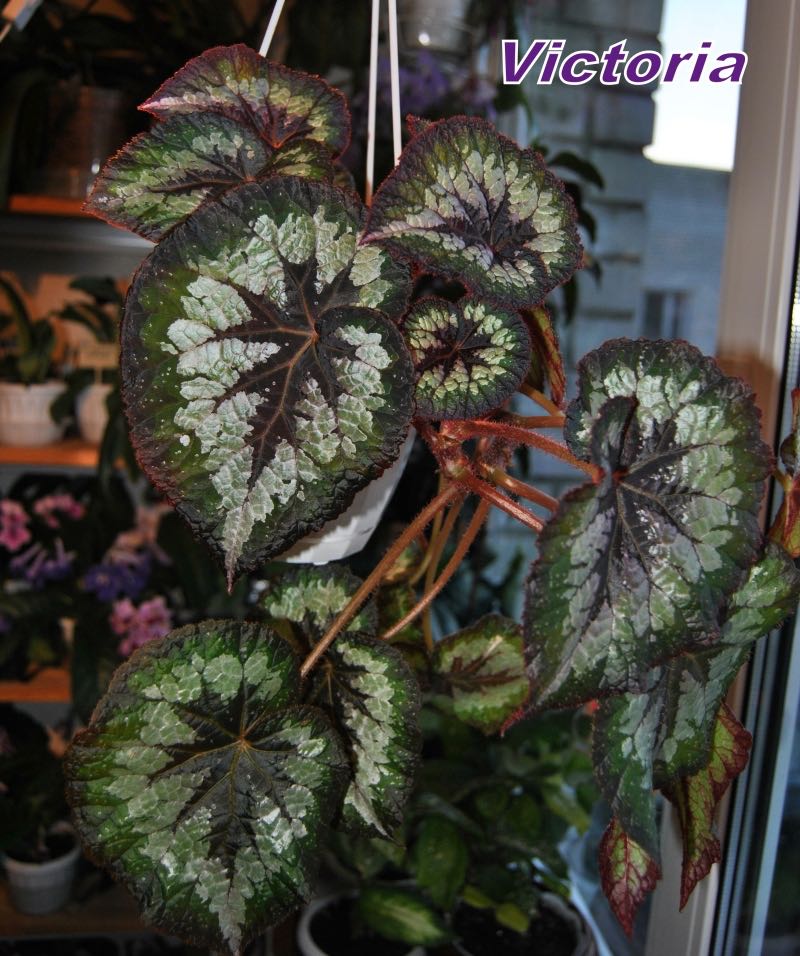 B. ‘Victoria’